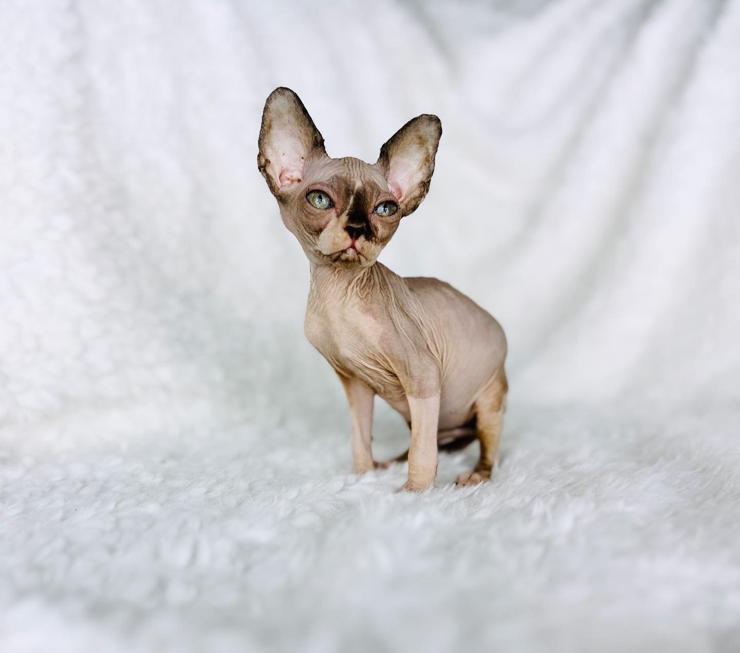 Seal Mink girl Sphynx with White Bi-Color for sale