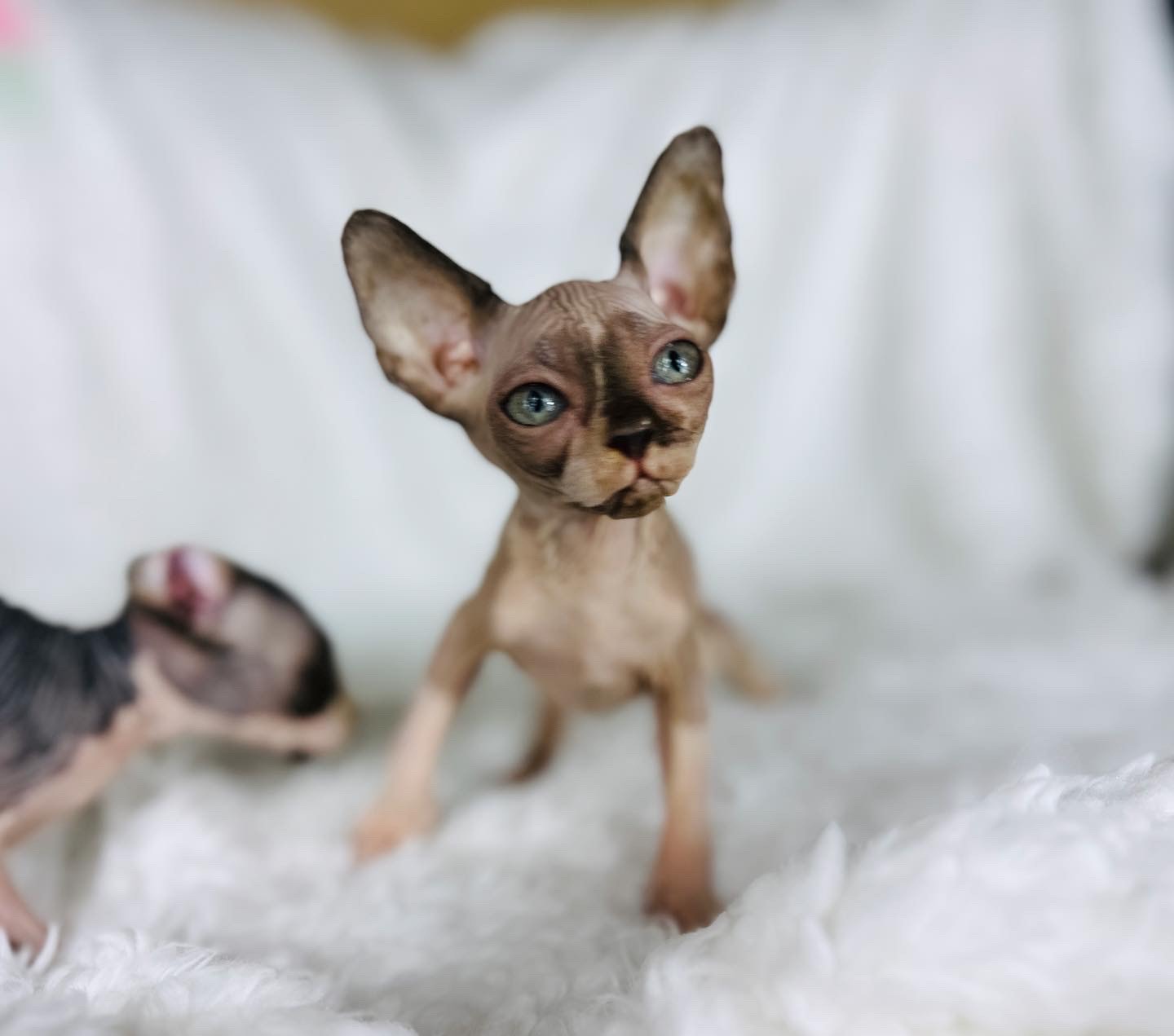 Seal Mink girl Sphynx with White Bi-Color for sell