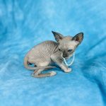 Seal Mink girl Sphynx with White Bi-color for sale