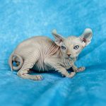 Sphynx Pink Elf Boy with Gorgeous Blue Eyes