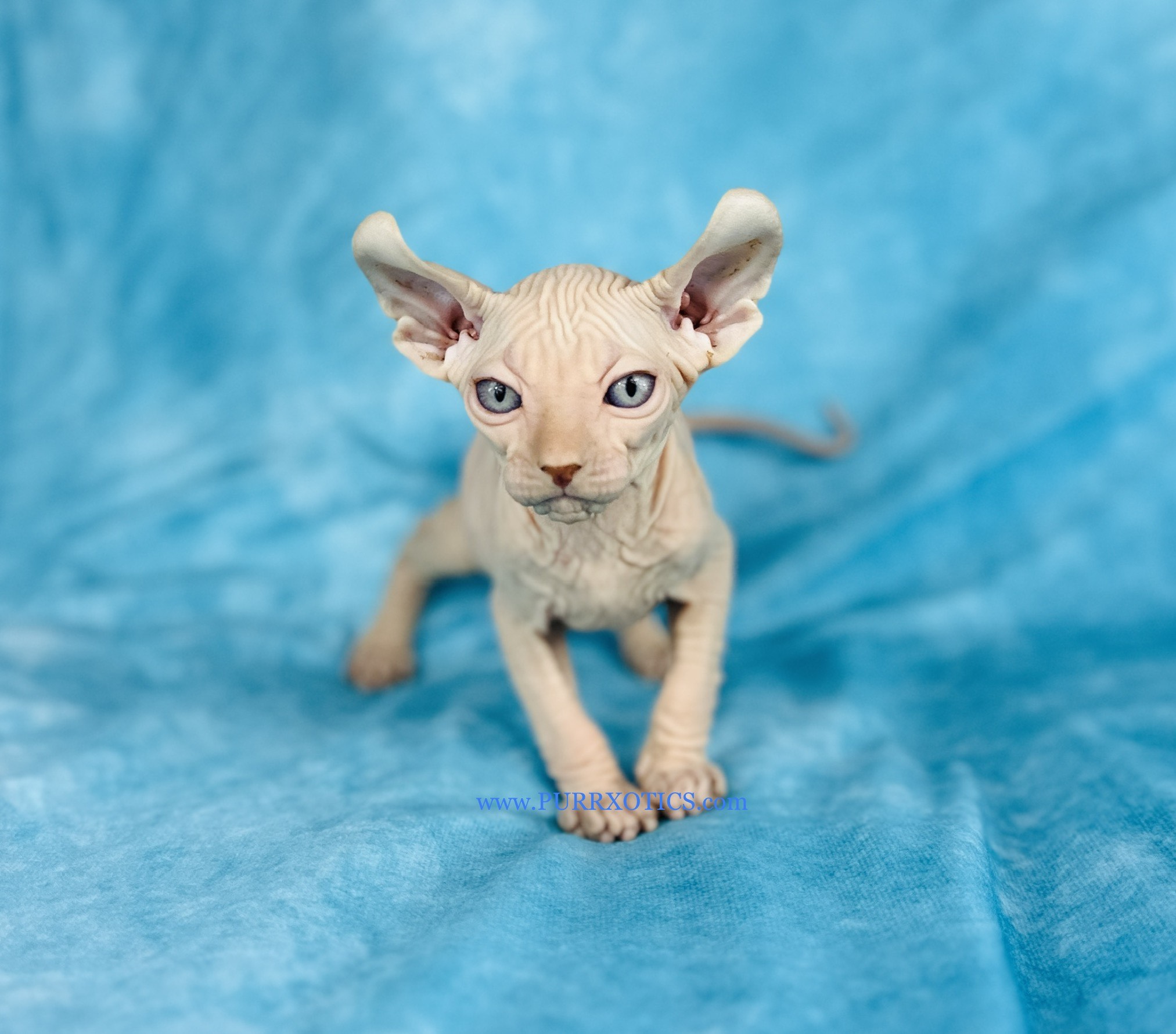 Sphynx Pink Elf Boy with Gorgeous Blue Eyes for sale