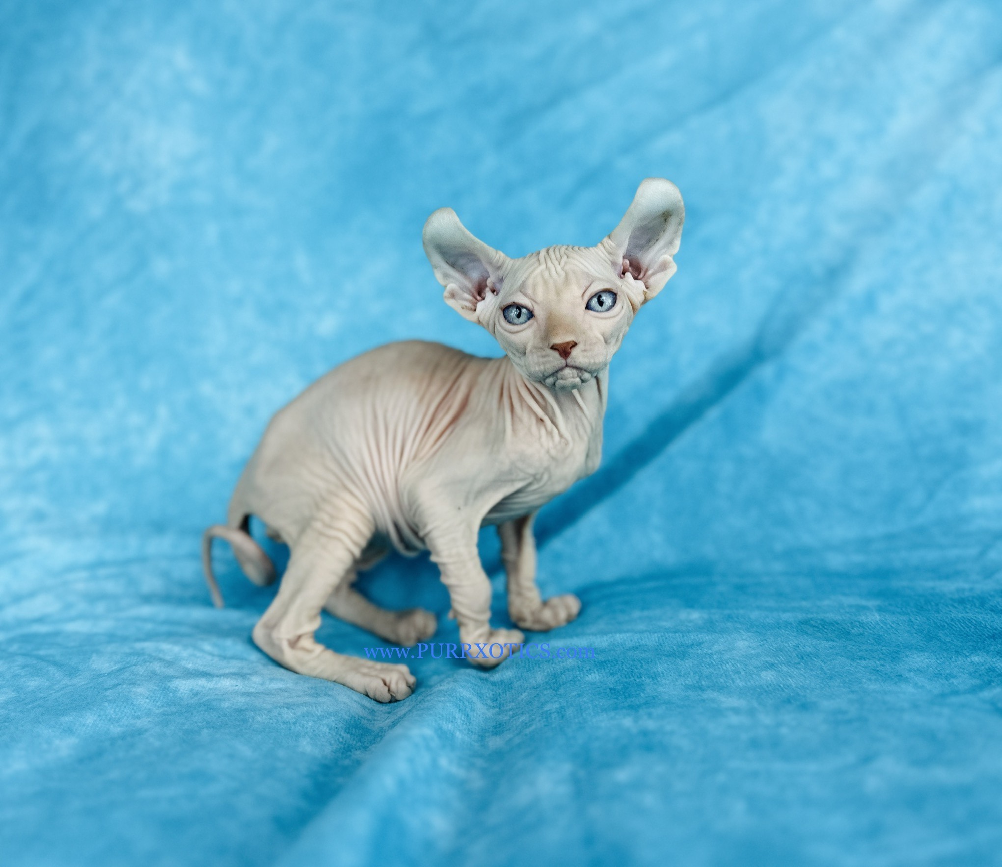 Sphynx for sale - Pink Elf Boy with Gorgeous Blue Eyes