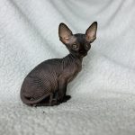 Black Sphynx kitten for sale