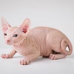 Solid Red Tabby Sphynx