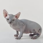 for sale Solid Blue Sphynx girl