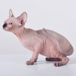 seal point Sphynx for sale