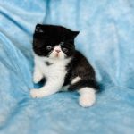 Baby Bear - Exotic shorthair cat for sale