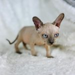 Blue Point Sphynx - Blue Sphynx cat for sale