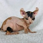 Enchanting Elf Sphynx Calico