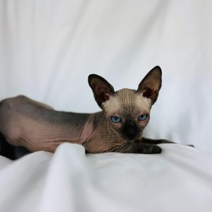 Healthy Sphynx Kittens
