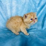 Tangerine- Exotic shorthair Boy