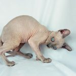 Blue Point Sphynx