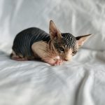 Black White Tuxedo Sphynx Cat for sell