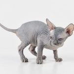 Blue Boy Sphynx Cat for sale