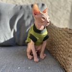 Solid Red Tabby Sphynx kitten for sale