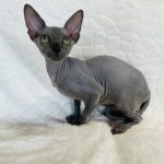 Blue Sphynx Boy