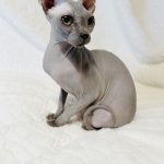 Blue Sphynx cat for sale