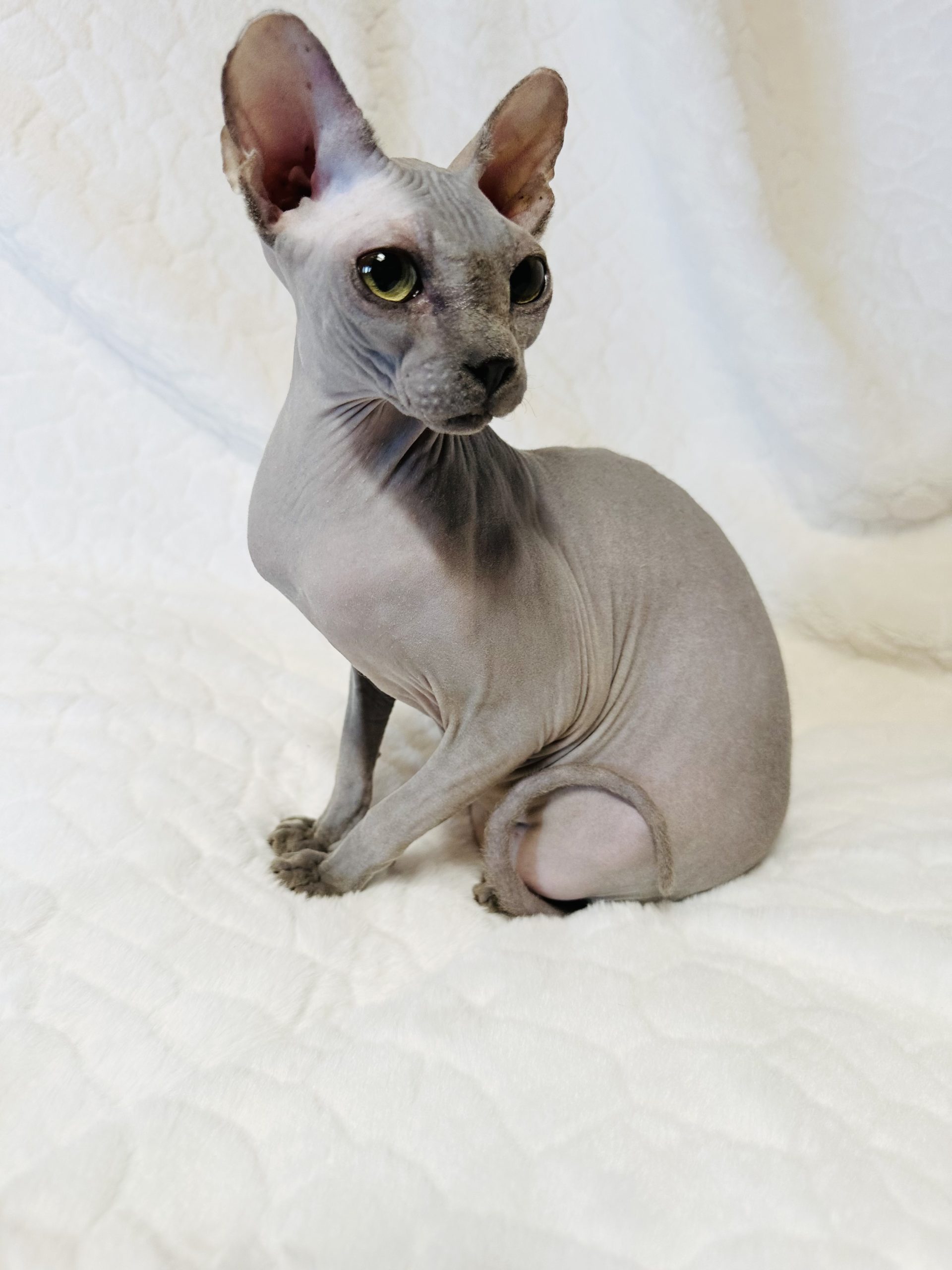 Blue Sphynx cat for sale