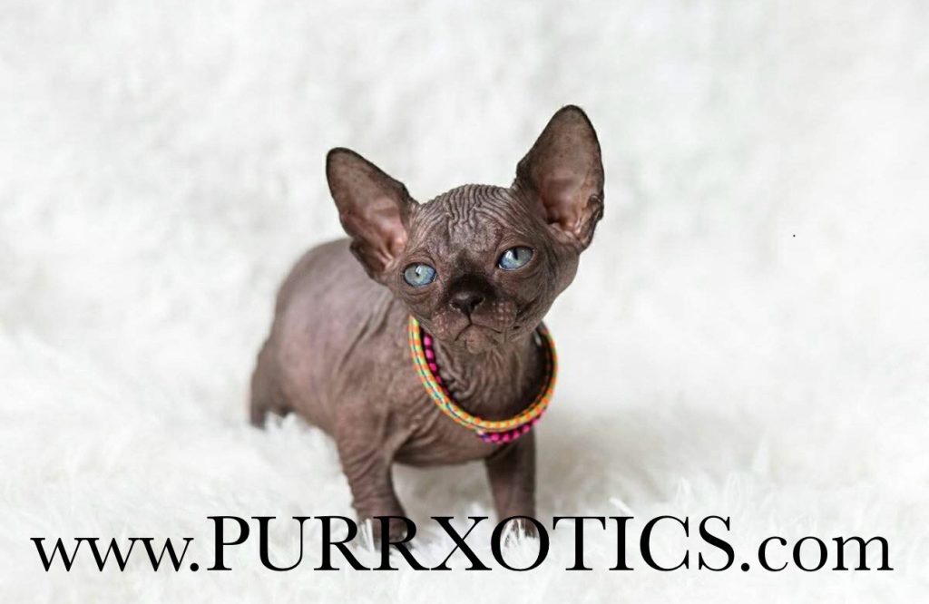 2024 Sphynx cats for sale