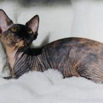 Black Tortie Sphynx for sale