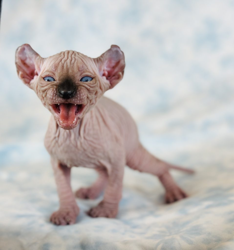 Sphynx Cat For Sale | Hairless Cats | Sphynx Kittens For Sale | Adoption