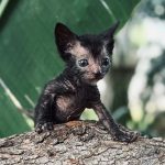 Lykoi Kittens For Sale