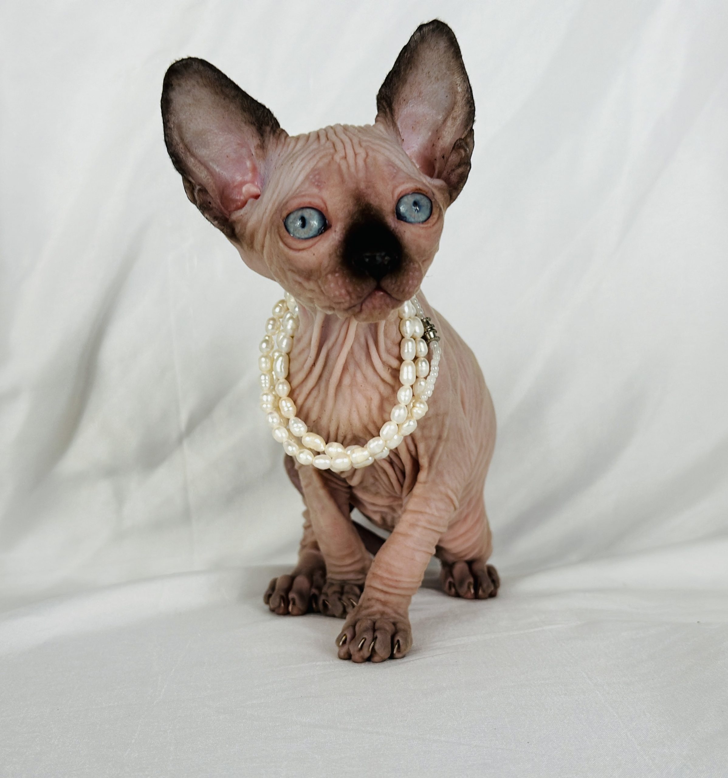 Seal Point Sphynx for sale