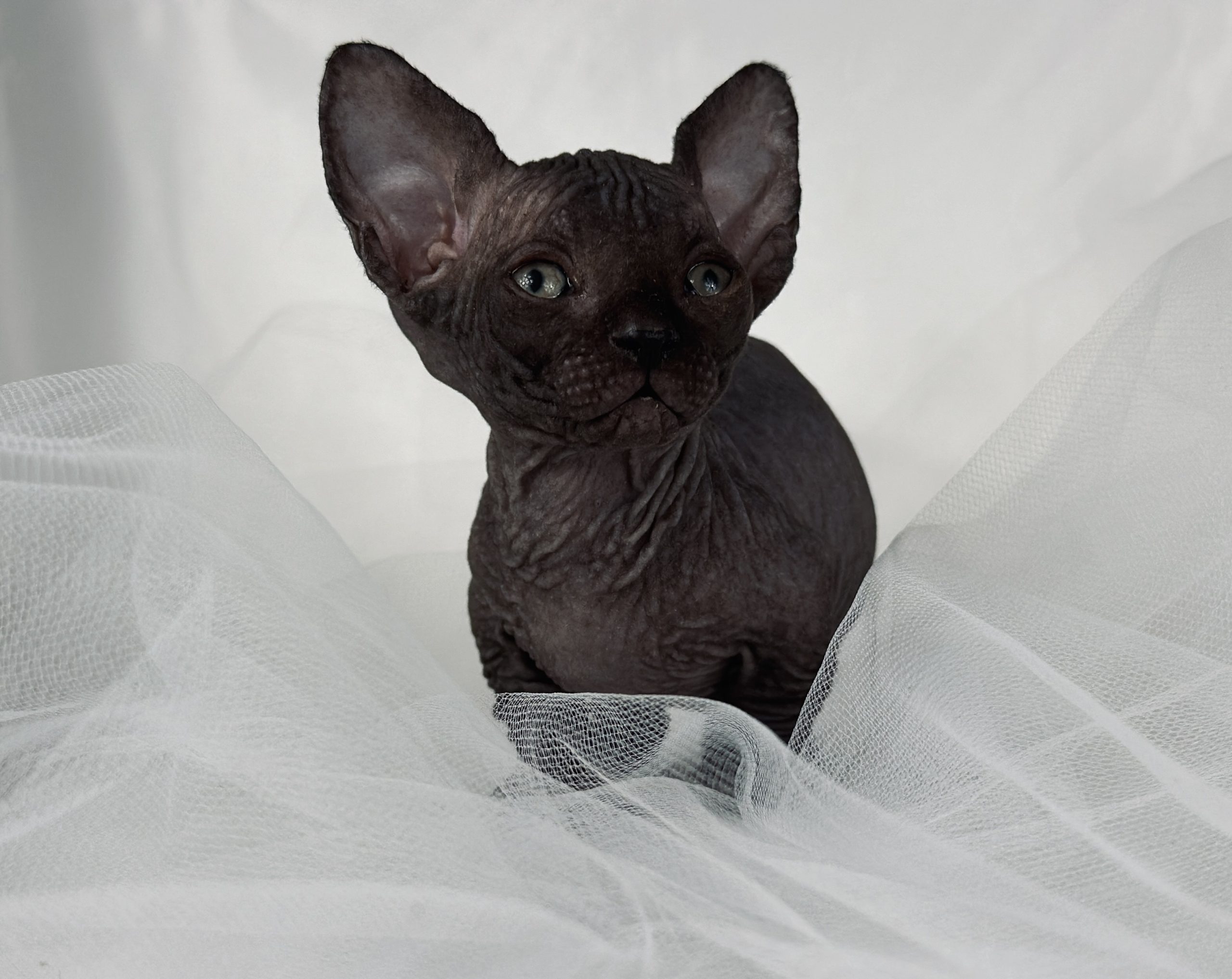 Sphynx kitten for sale - midget Black Bambino