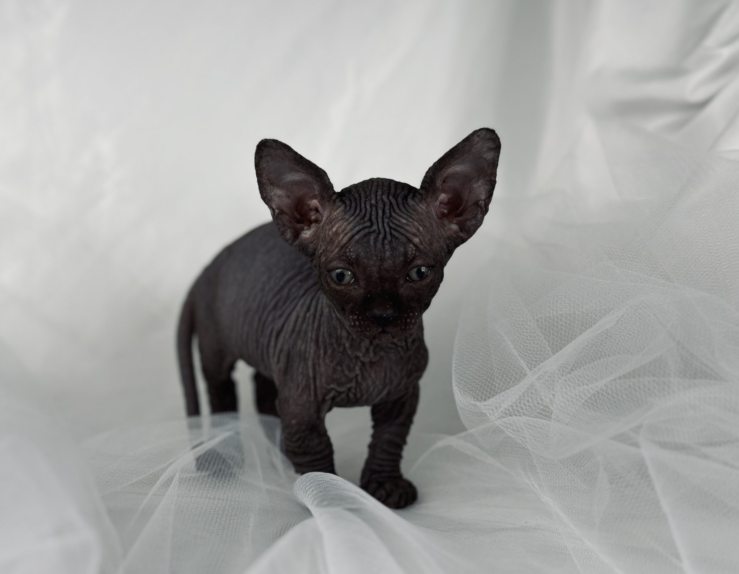 midget Black Bambino Sphynx kitten for sale 2024