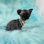 Black Tortie Sphynx Kitten 4 sale