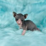 Blue Tuxedo Sphynx Kitten