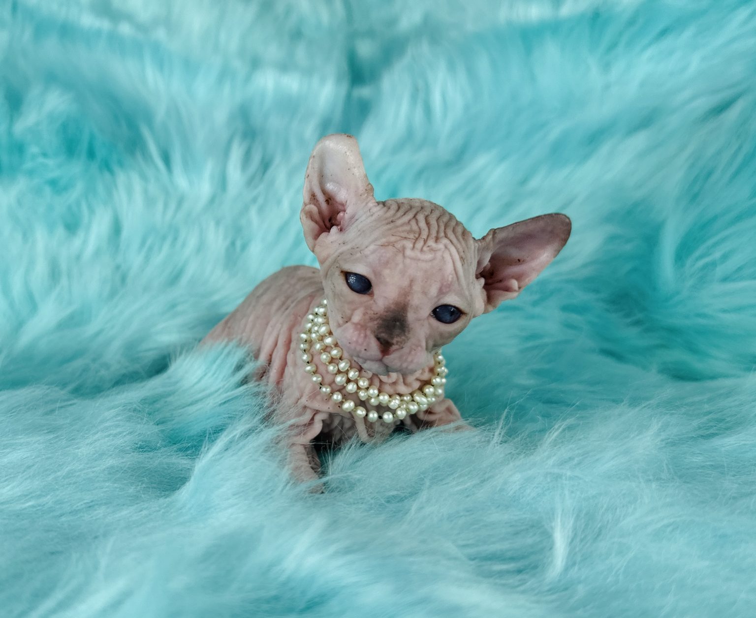 Elf Sphynx Kitten for sale