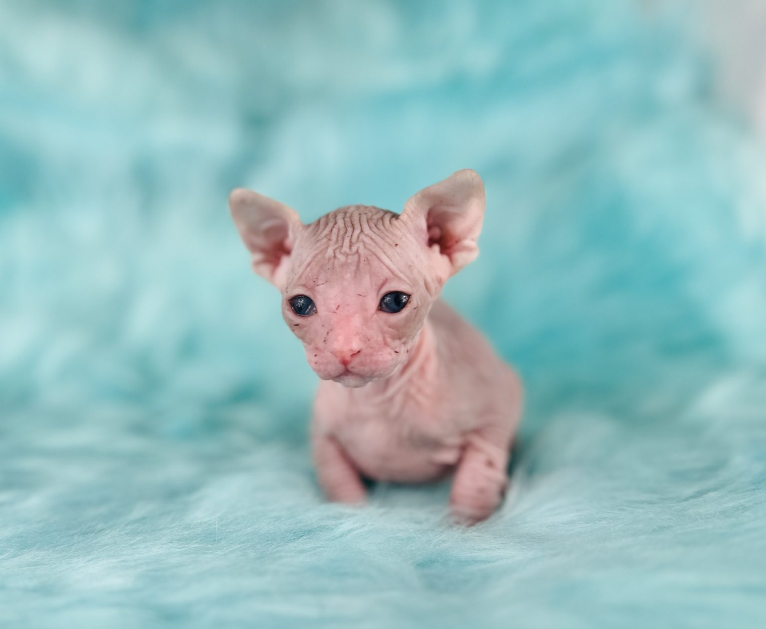 Red & White Bi-Color Sphynx Cat For Sale