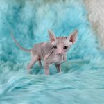 Red & White Bi-Color Sphynx Kitten for sale