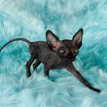 Solid Black Sphynx Cat For Sale