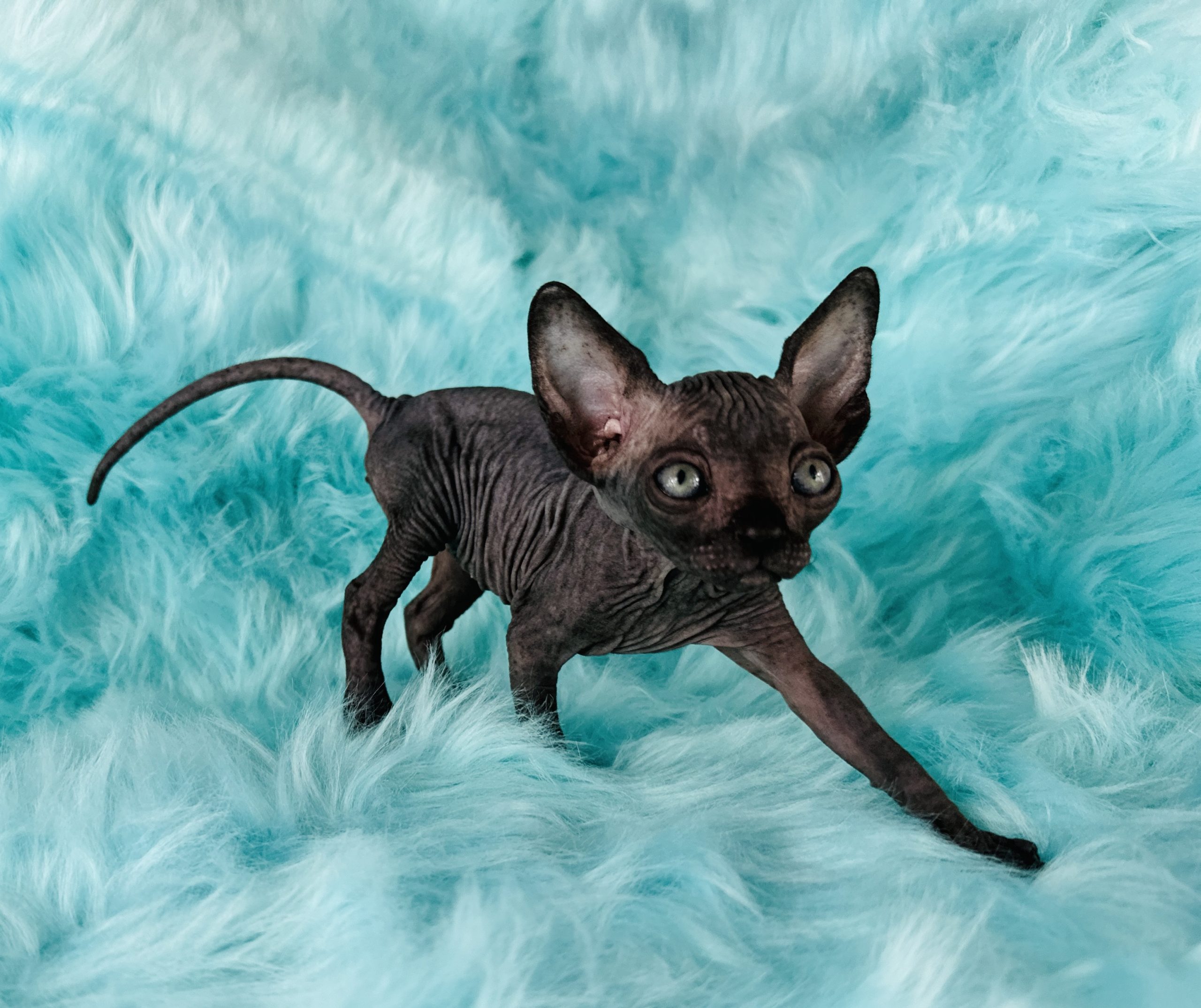 Solid Black Sphynx Cat For Sale