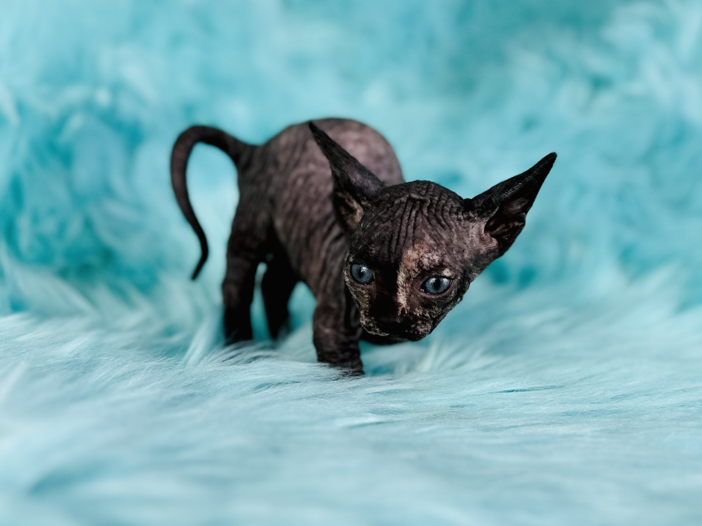 Bambino Sphynx for sale