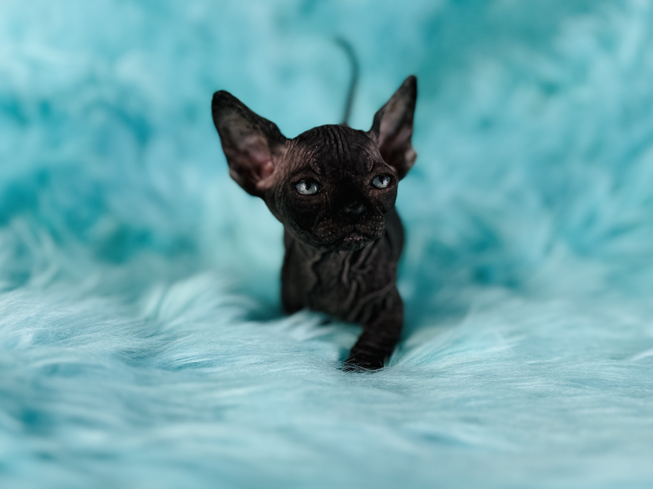 Black Bambino Sphynx Cat