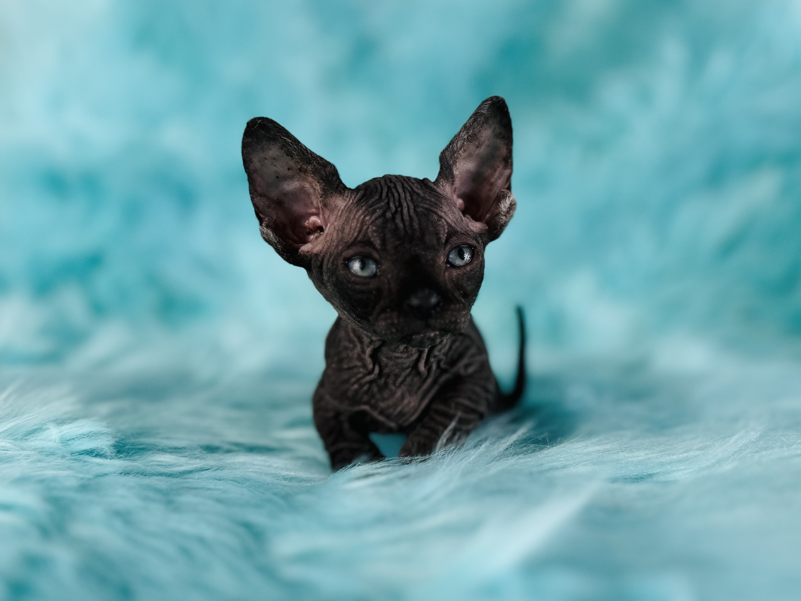 Black Bambino Sphynx Kitten