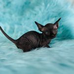 Black Bambino Sphynx Kitten for sale usa