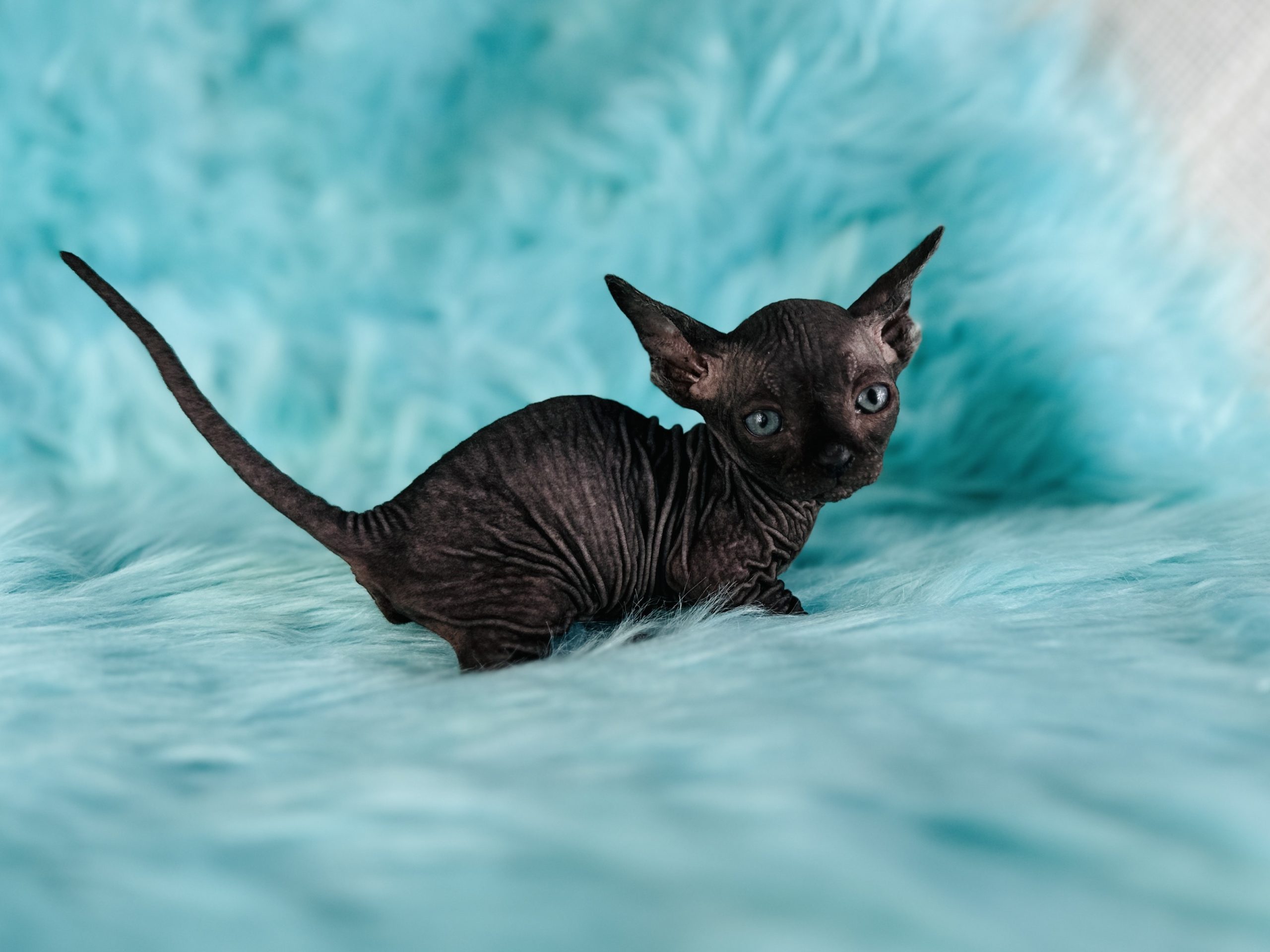 Black Bambino Sphynx Kitten for sale usa