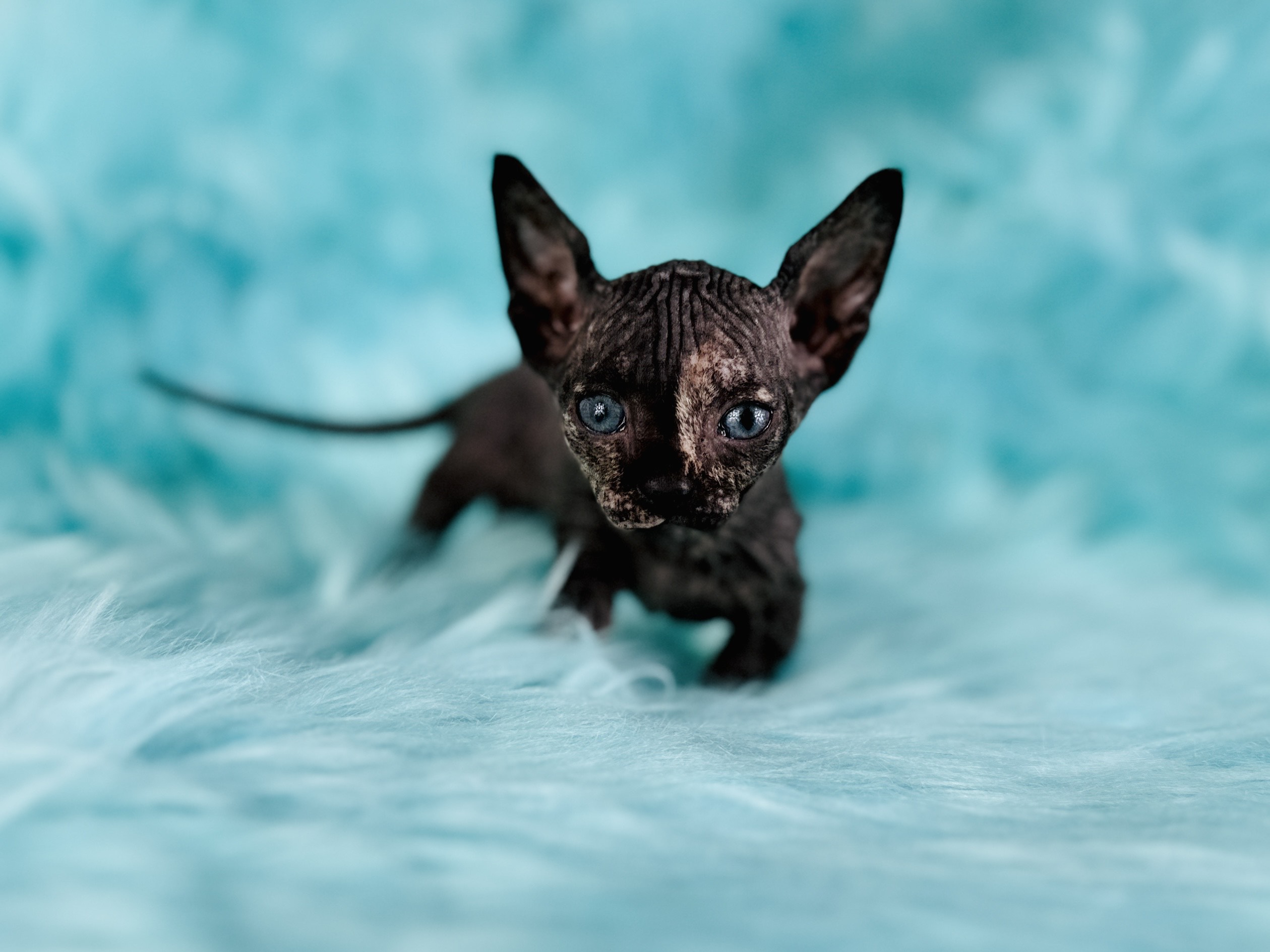 Black Tortie Bambino Sphynx