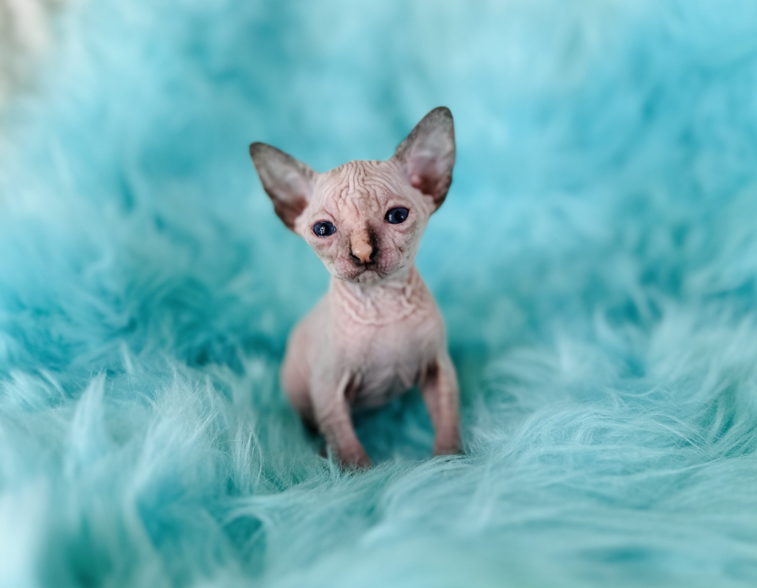 Blue Eyes Wrinkly Sphynx Kitten for sale