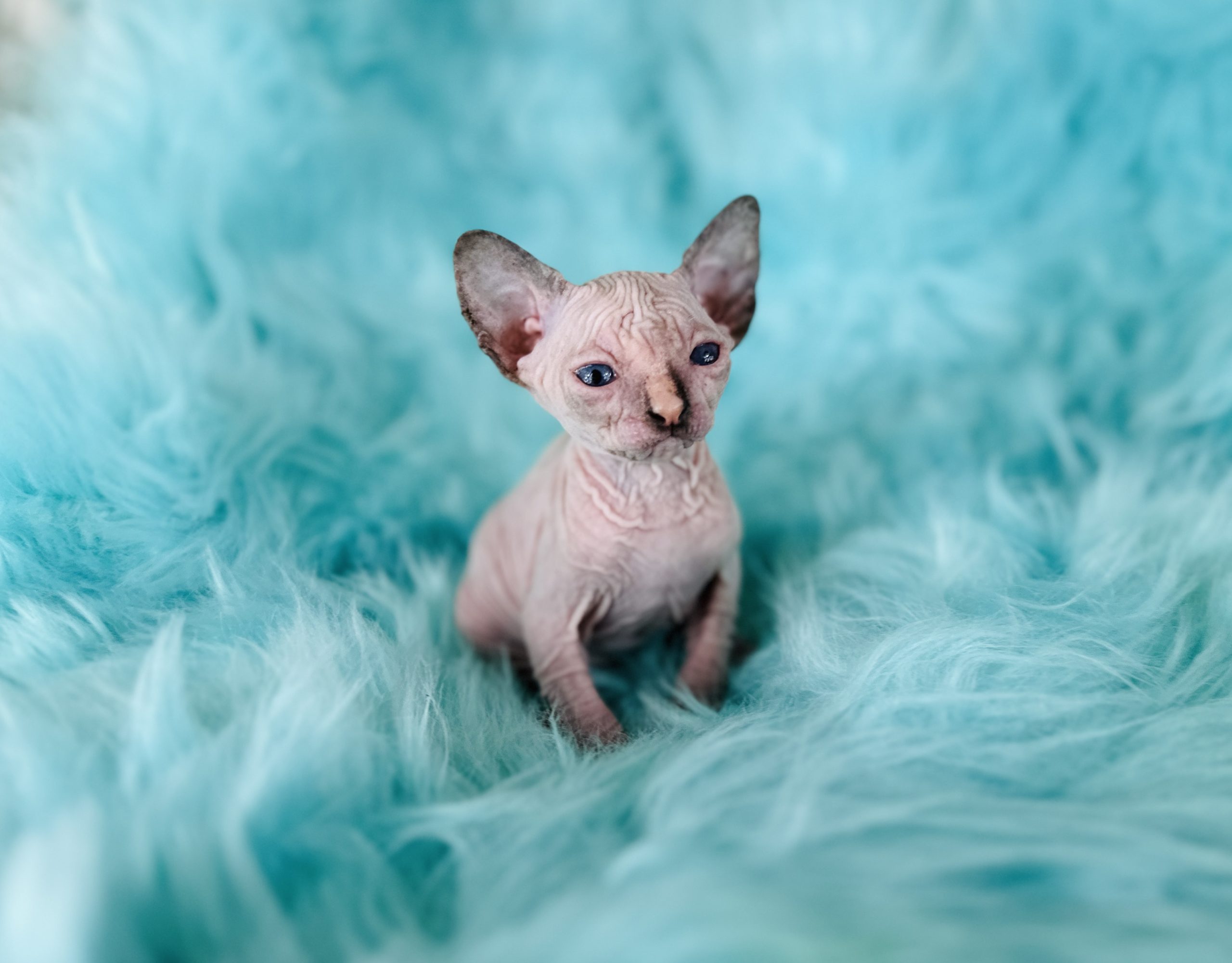 Blue Eyes Wrinkly Sphynx Kitten