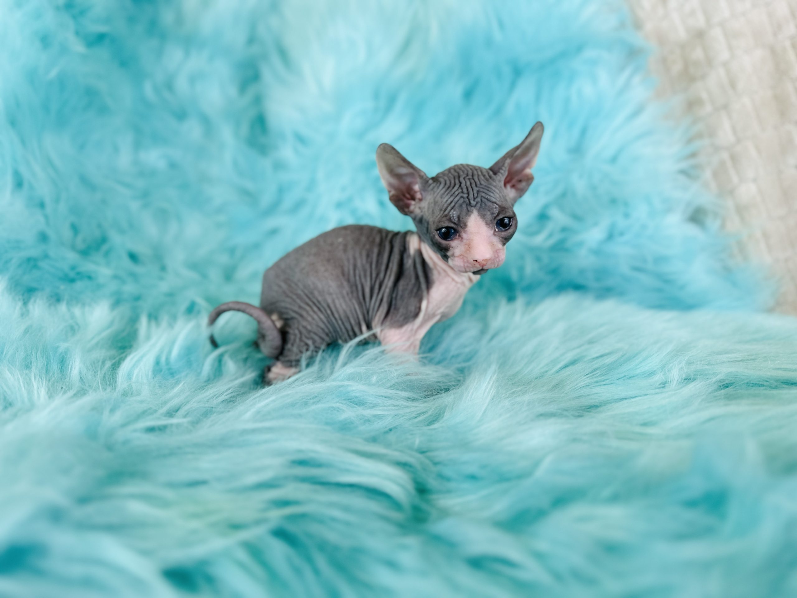 Blue Tuxedo Kitten