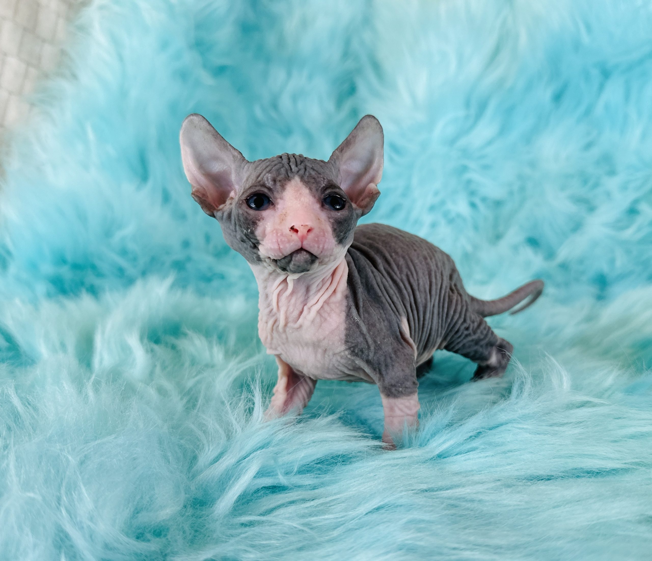 Blue Tuxedo Sphynx Kitten for sale