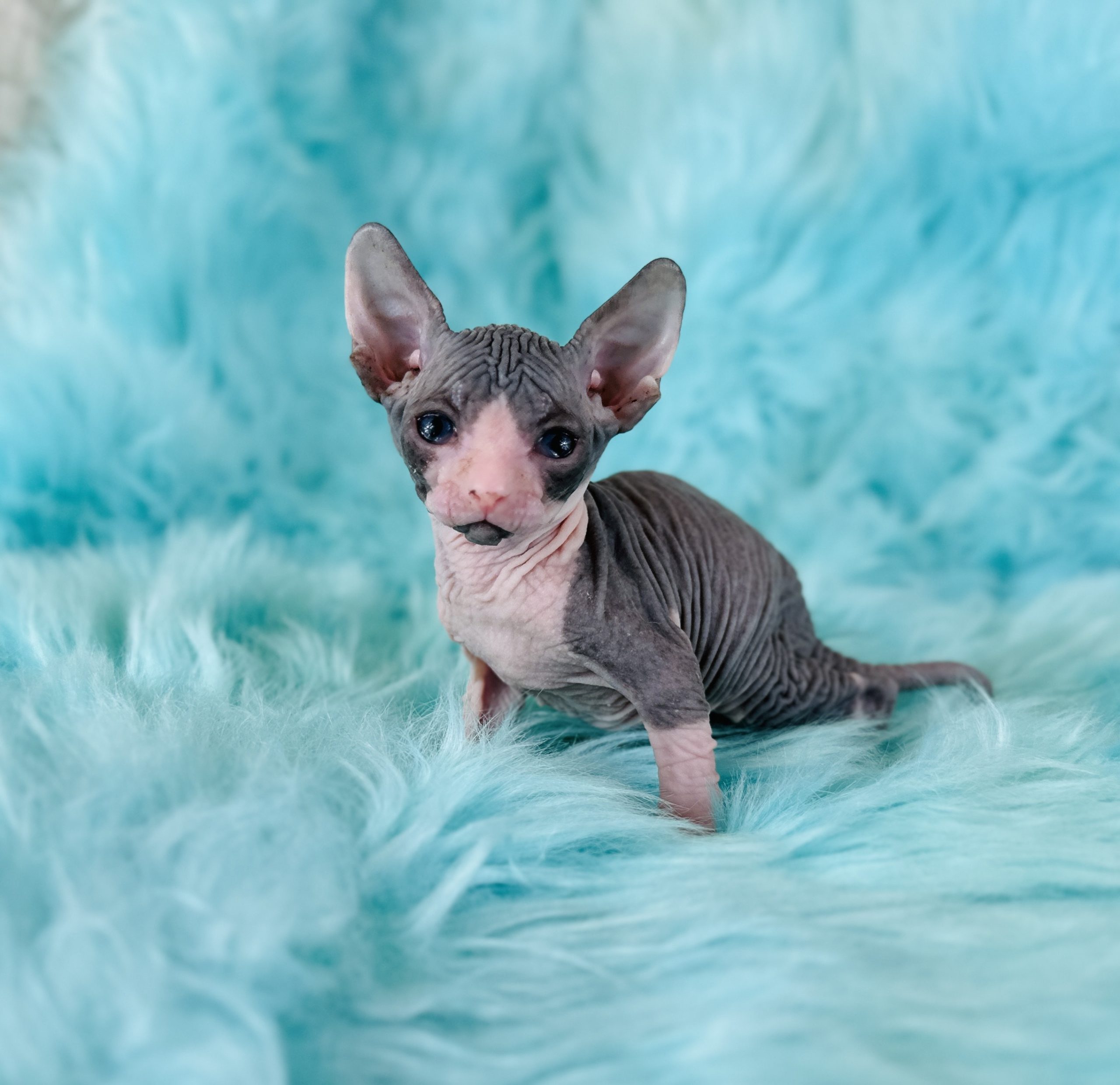 Blue Tuxedo Sphynx Kitten