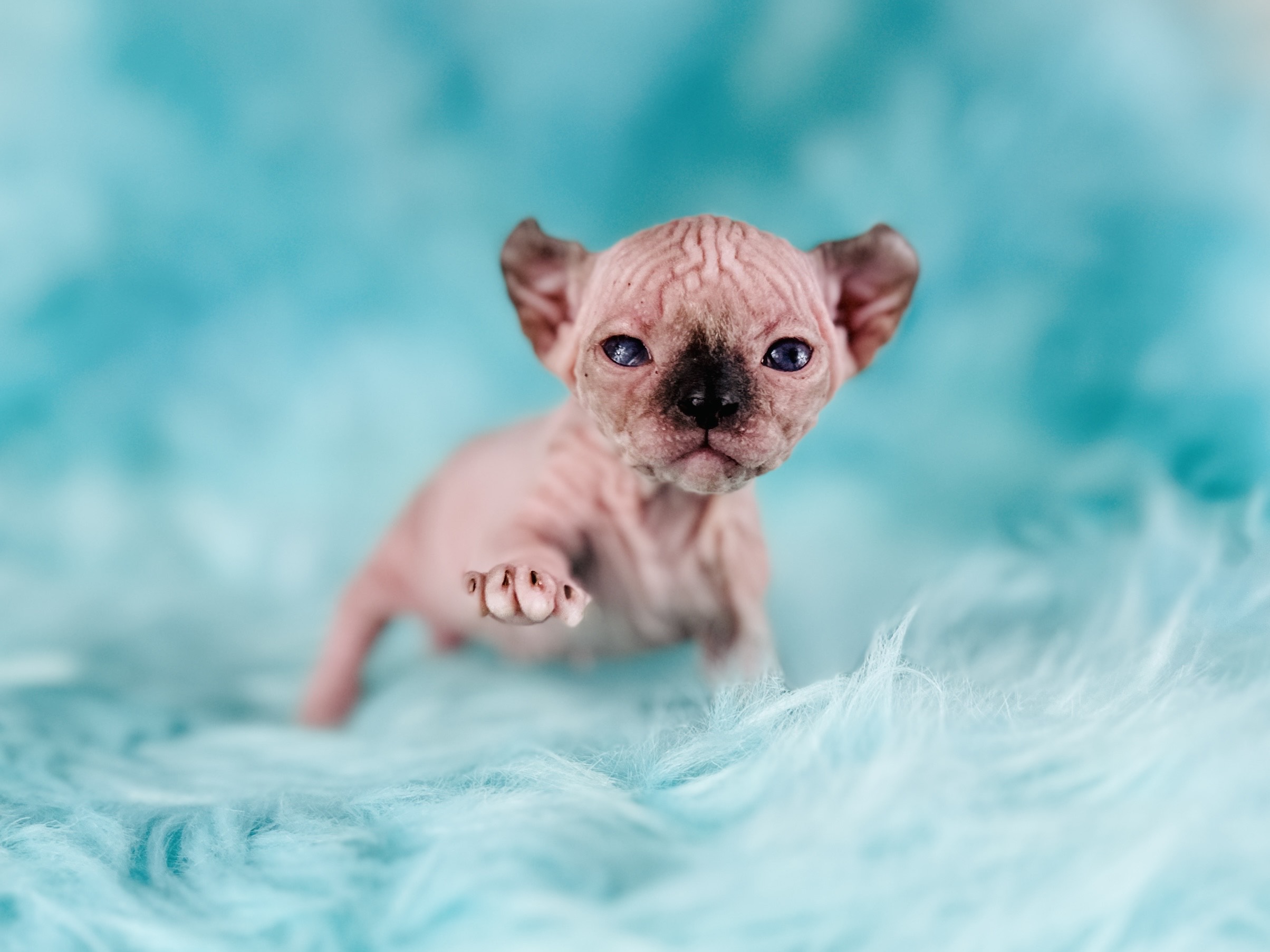 Buttercup The curly eared blue eyed Sphynx girl Elf 