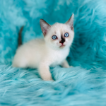 Coated Sphynx kitten for sale