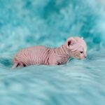 Dwelf Sphynx for sale